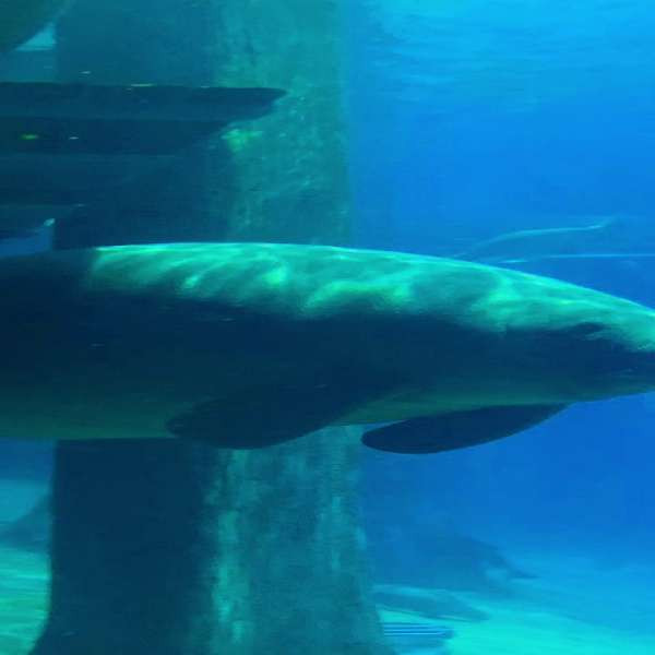 Music for Manatees Kevin MacLeod