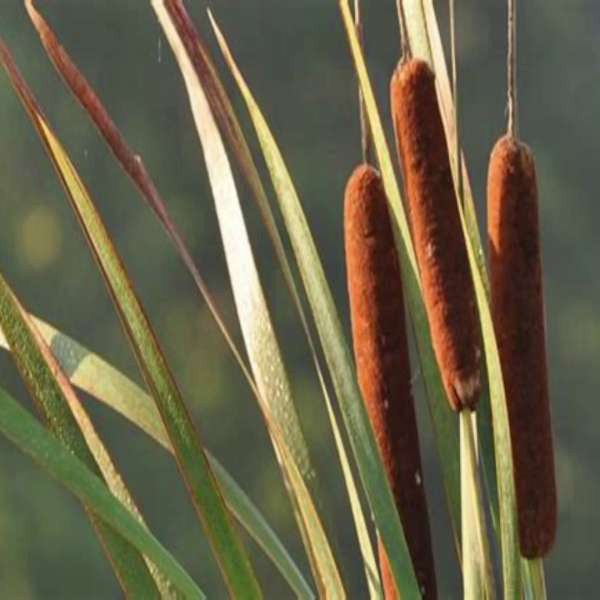 Kevin MacLeod - Cattails